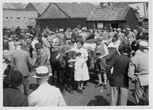 North Walsham Calf Club at the North Walsham Cattle Market, Yarmouth Road. Now the site of Roys Store. Photo R.E.R.Ling