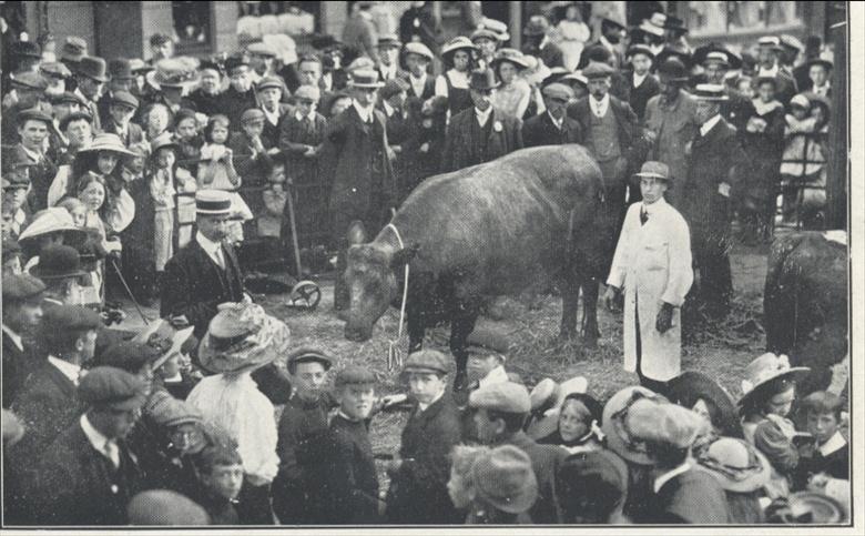 Photograph. The Bullock presented for the Coronation Dinner 1911 by Messrs. Sewell and Page. (North Walsham Archive).