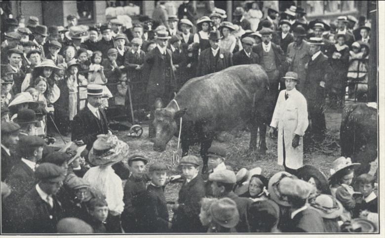 The Bullock presented for the Coronation Dinner 1911 by Messrs. Sewell and Page. (North Walsham Archive) Photograph. The Bullock presented for the Coronation Dinner 1911 by Messrs. Sewell and Page. (North Walsham Archive).