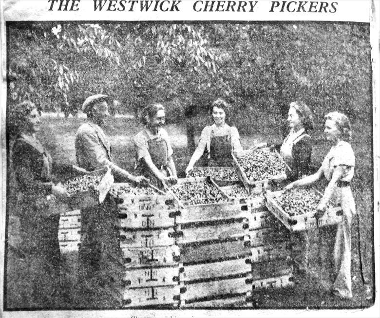 Photograph. Cherry pickers at the orchards at Westwick, opposite Westwick Hall. (North Walsham Archive).