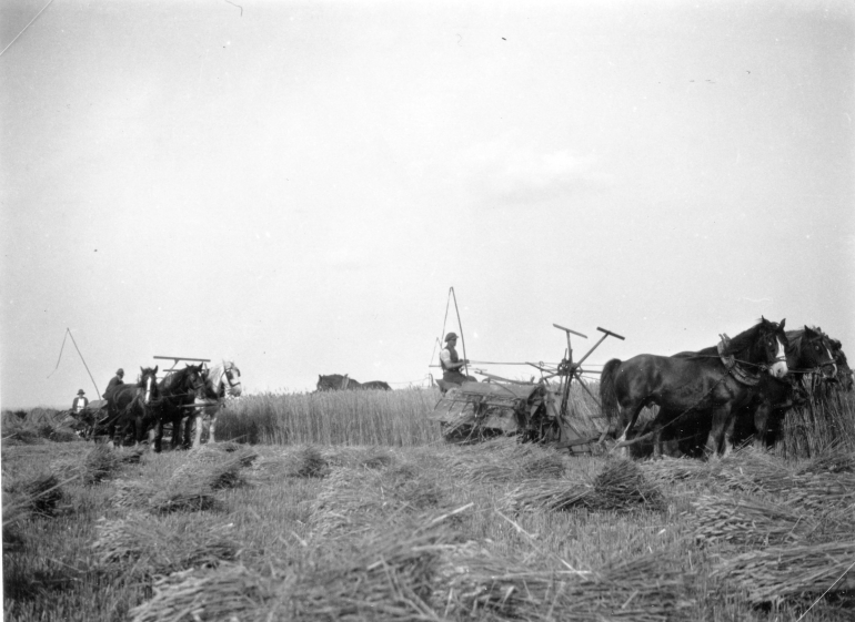 Photograph. Harvest time at Mr Payne's farm at Meeting Hill, North Walsham. (North Walsham Archive).