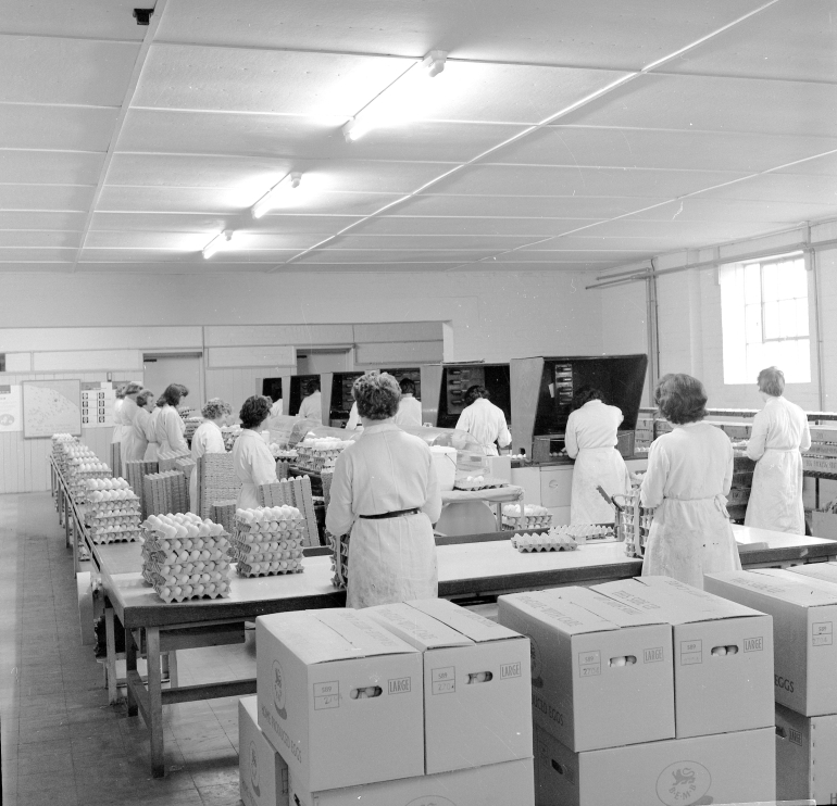 Photograph. North Walsham Egg Packing Station on Furze Hill (North Walsham Archive).