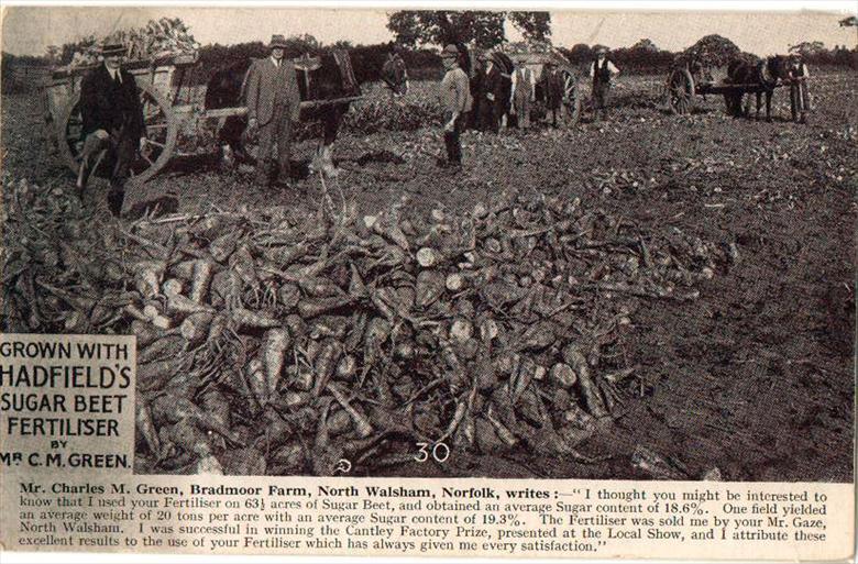Photograph. Publicity postcard for Hadfield's sugar beet fertiliser sold by E.A.Gaze, Corn & Seed Merchant, Happisburgh Road, North Walsham (North Walsham Archive).