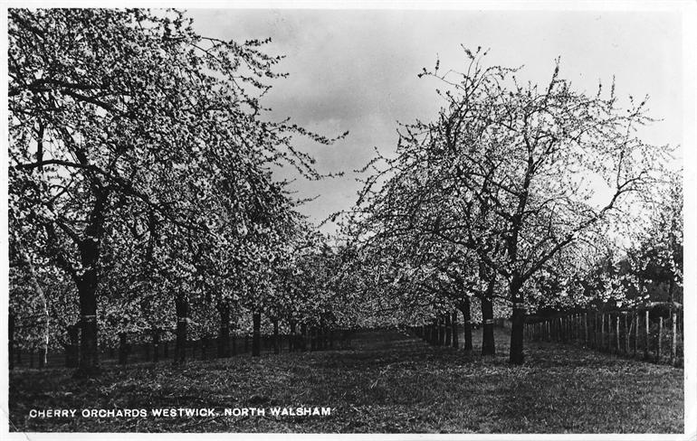 Photograph. Westwick Cherry Orchards, 1943 (North Walsham Archive).