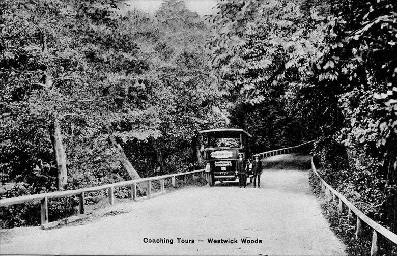 Photograph. Westwick Woods near North Walsham (North Walsham Archive).