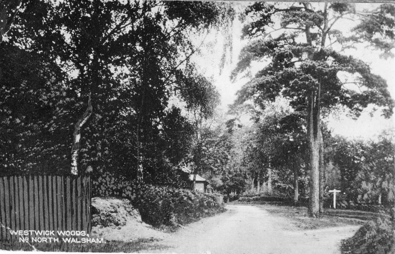 Photograph. Westwick Woods (North Walsham Archive).