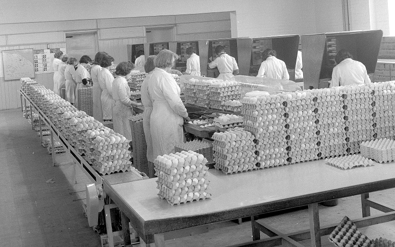 Photograph. Workers at North Walsham Egg Packing Station (North Walsham Archive).