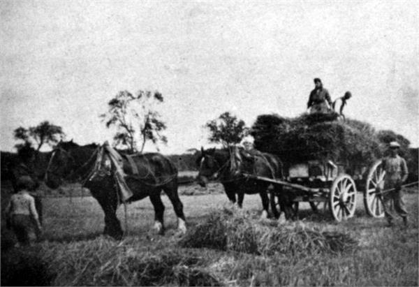 North Walsham harvesting 1943